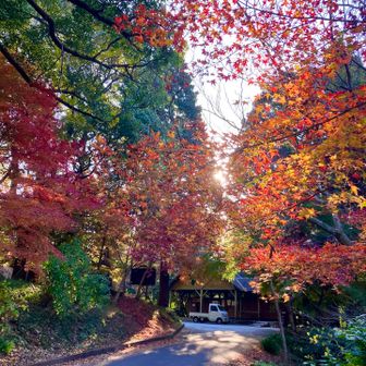 大将陣第一駐車場🅿️まで　更に　駆け降りてゆく🏃💦