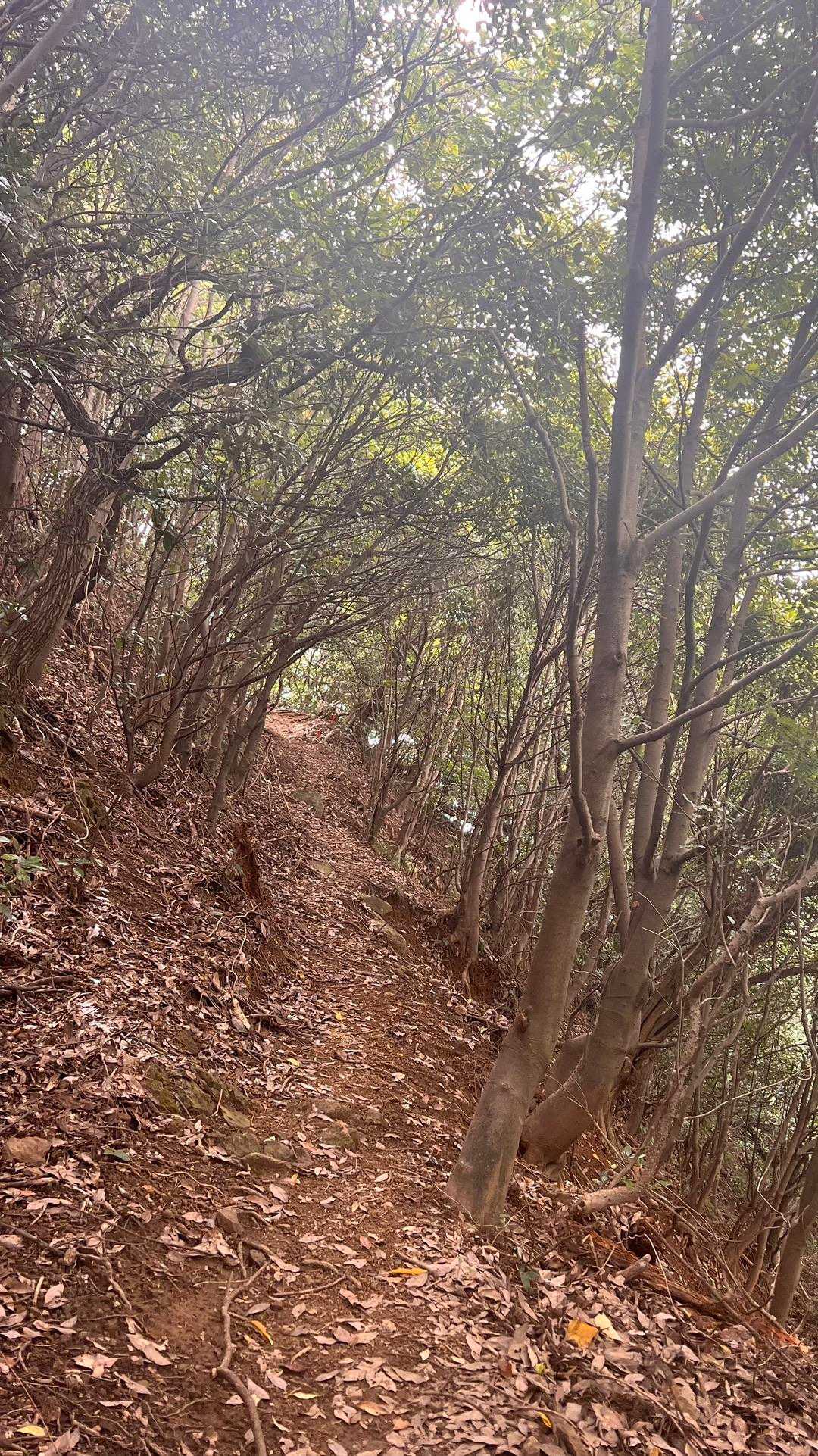 急登なんだけど写真じゃ伝わらない