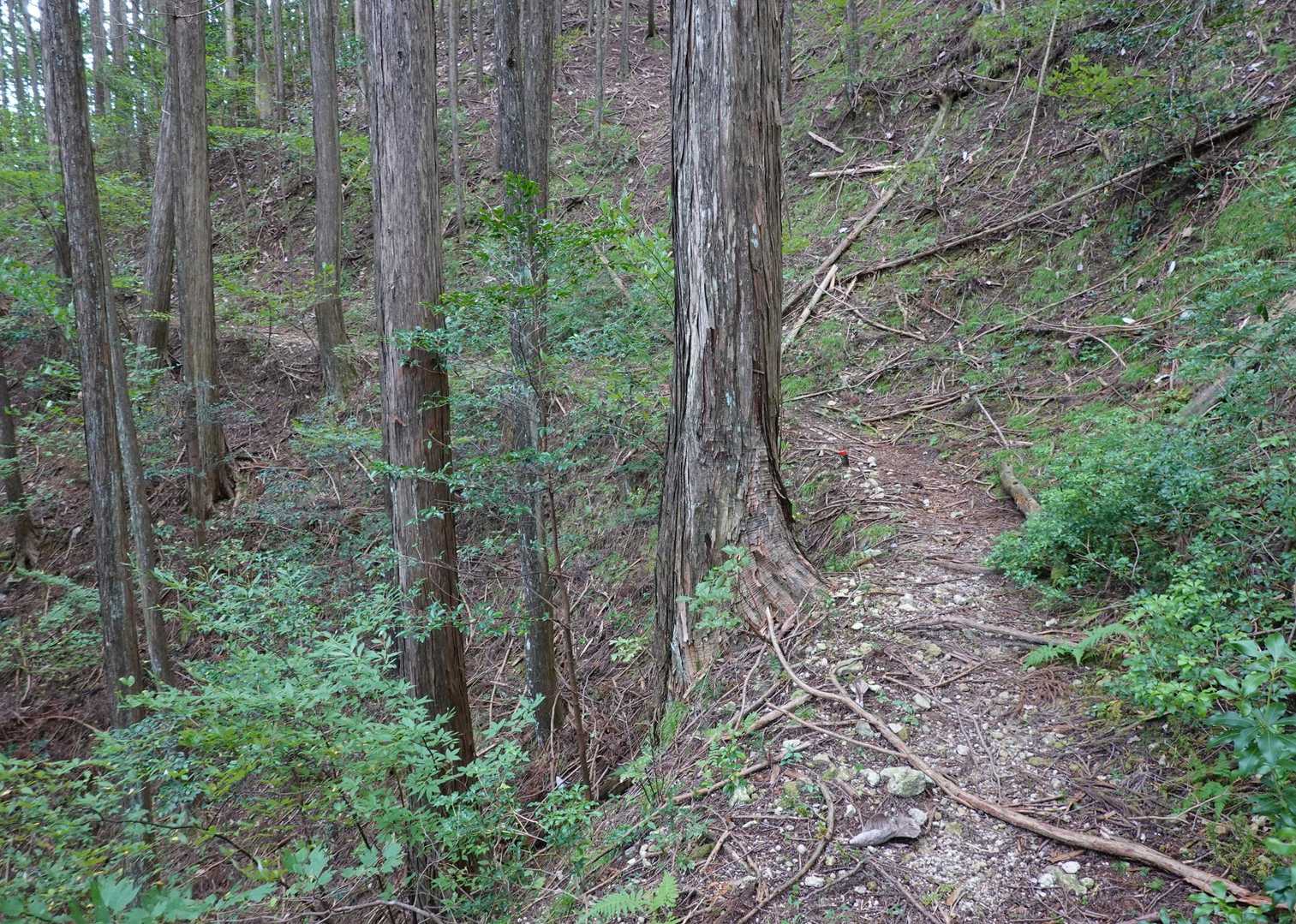 馬が通れるような幅員の山道が、
