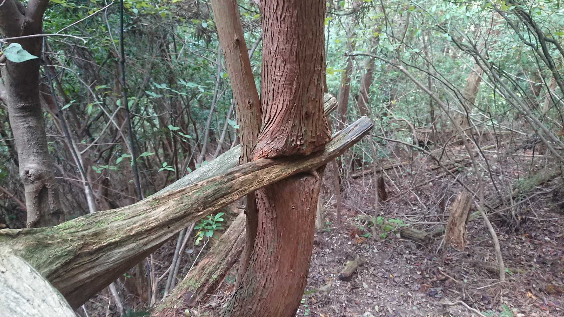 なんかすげー事になってんなw
