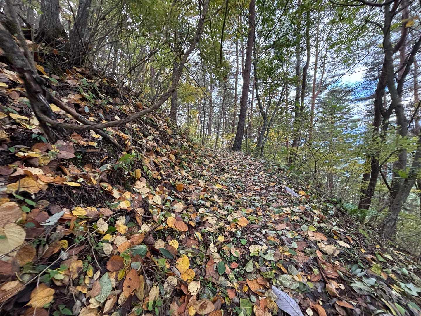 落ち葉🍂の登山道を、、