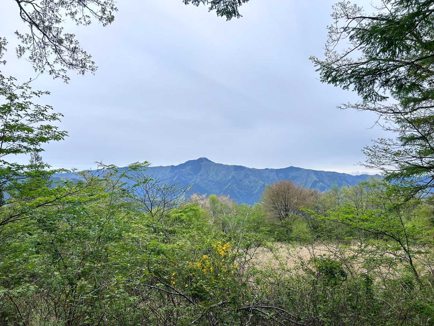 こちらは展望台からの大岳山