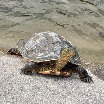 徘徊クラブ　かめGuest_891861