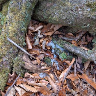 降った雪が少し残ってる❄️☃️
歩くとザクザク音がする