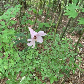 山頂手前に一輪だけ咲いてたササユリ