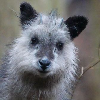 知ったかプーやん