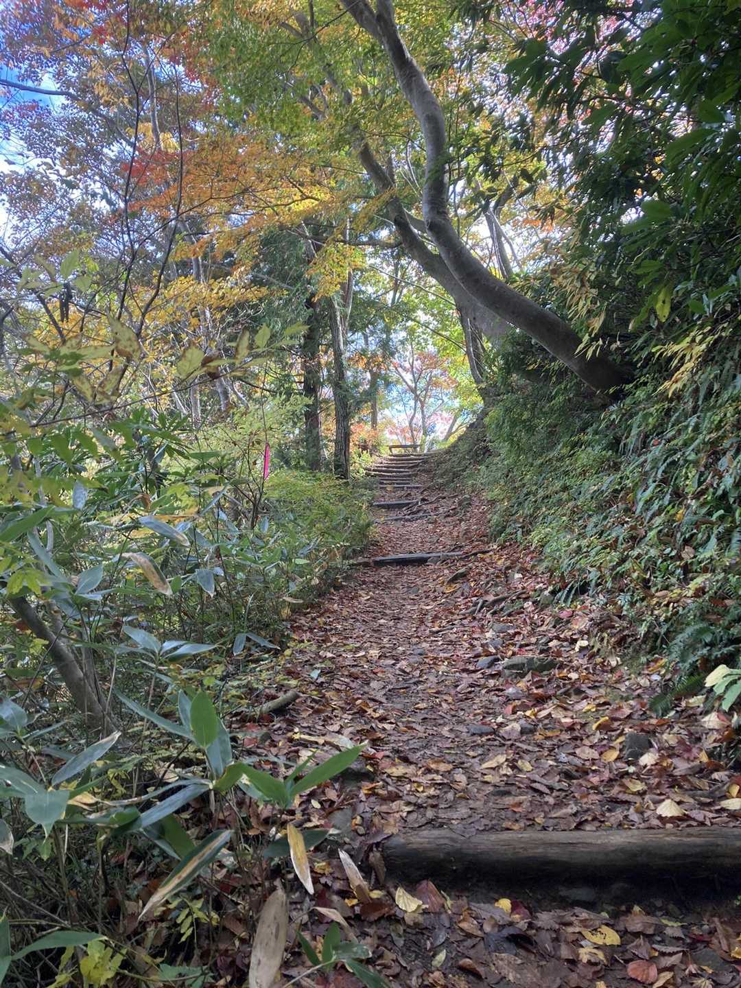 弥彦山-弥彦山ロープウェイ 縦走コースの写真