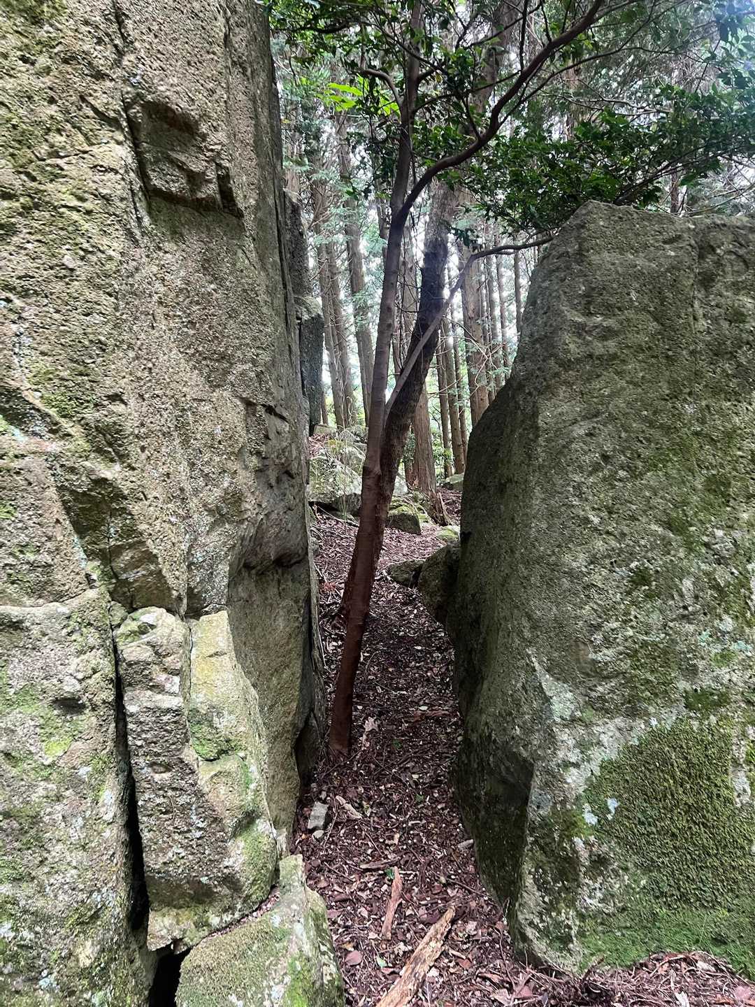 ゼフィルスの森入口-三草山-才ノ神峠-滝王山-牛の子峠-牛 縦走コースの写真