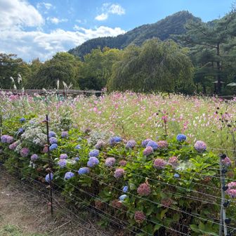 10月なのに紫陽花とコスモスが咲いてます