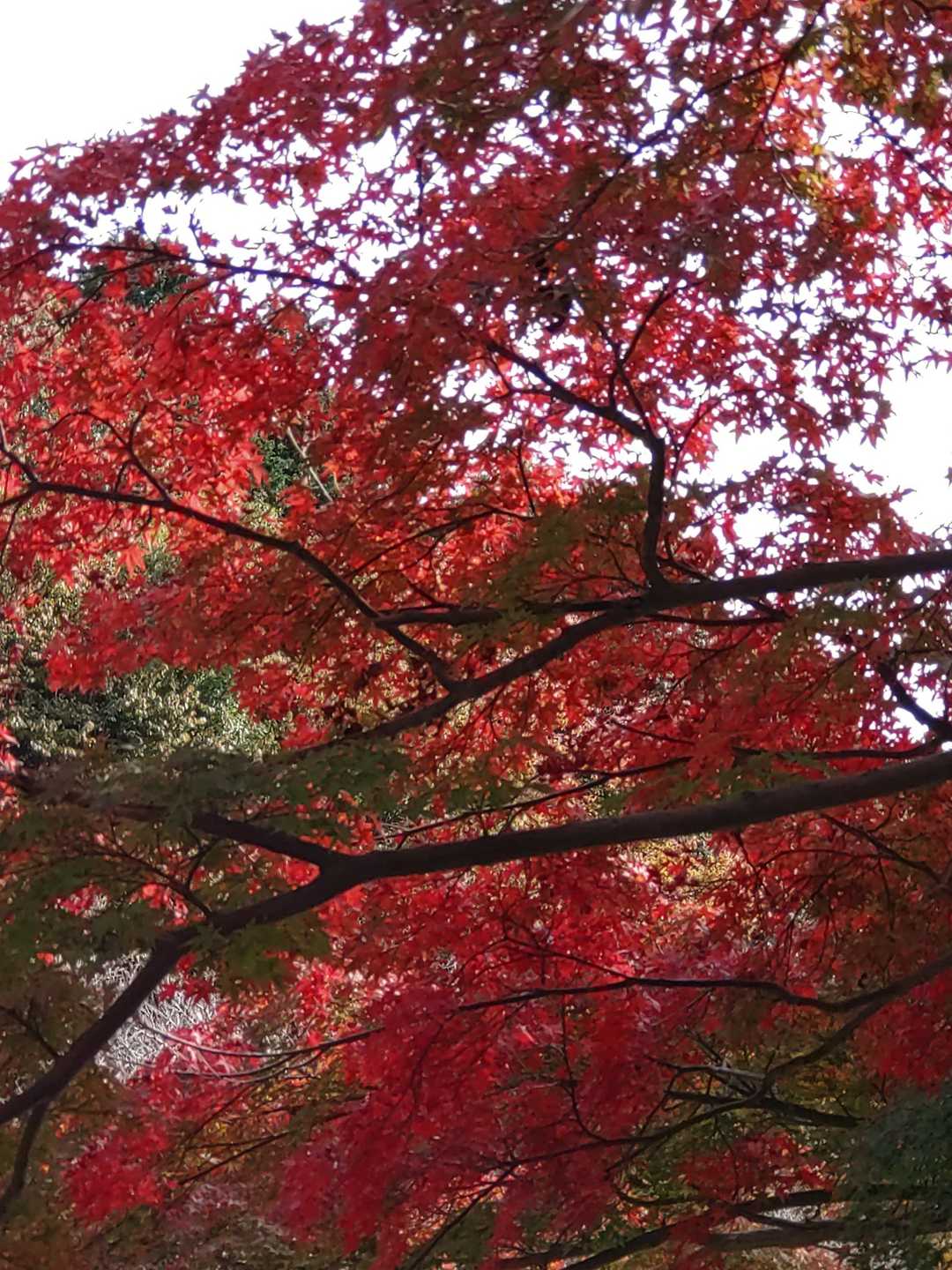 紅葉が綺麗です。