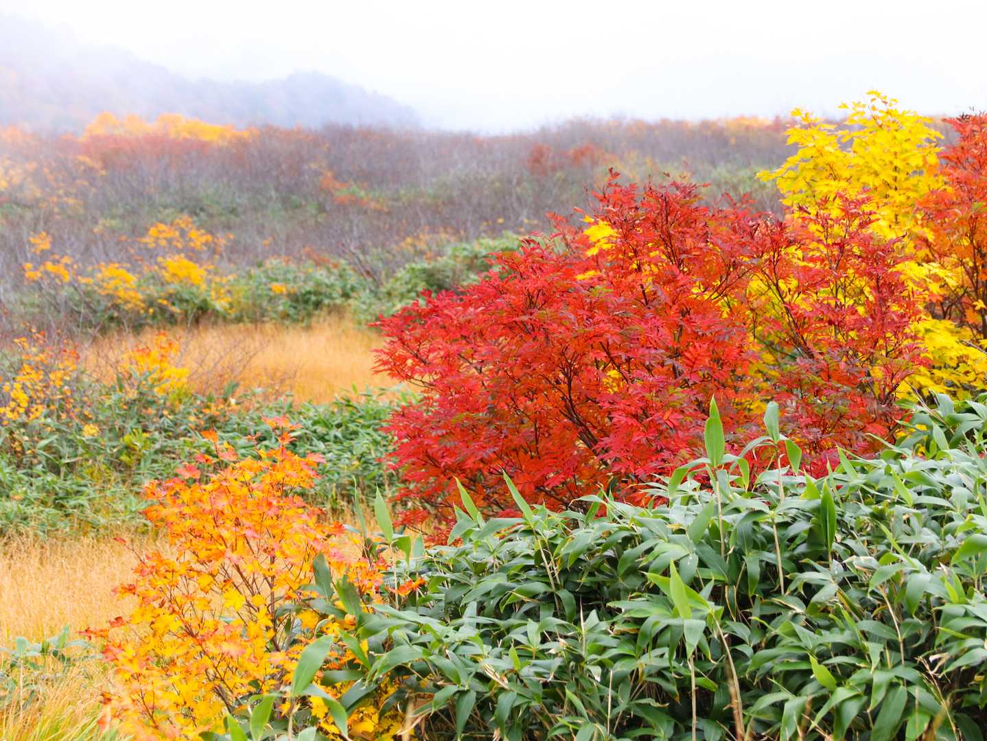 姥沢-牛首-月山 往復コースの写真