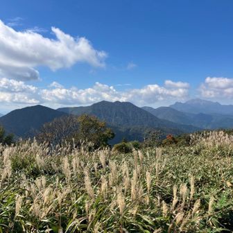 ススキ🌾