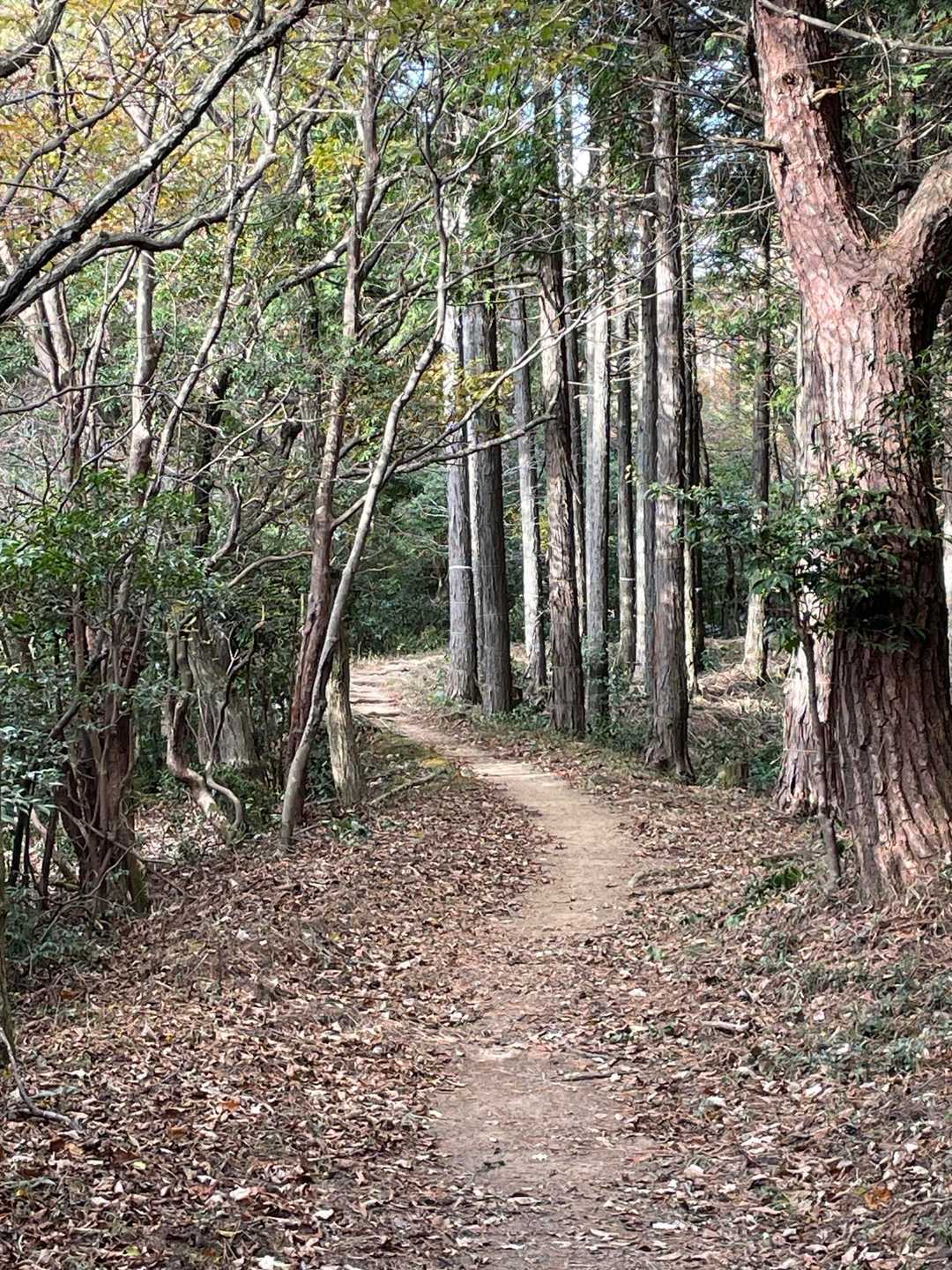 30鉄塔へ向かう道。歩きやすくて好き😊
