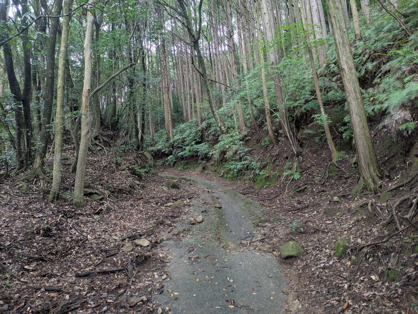 金立山 周回コースの写真