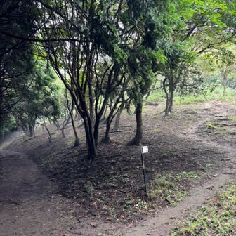 振り返ると分岐はこんな感じ。
下山のために、ちょっと見ておきました。