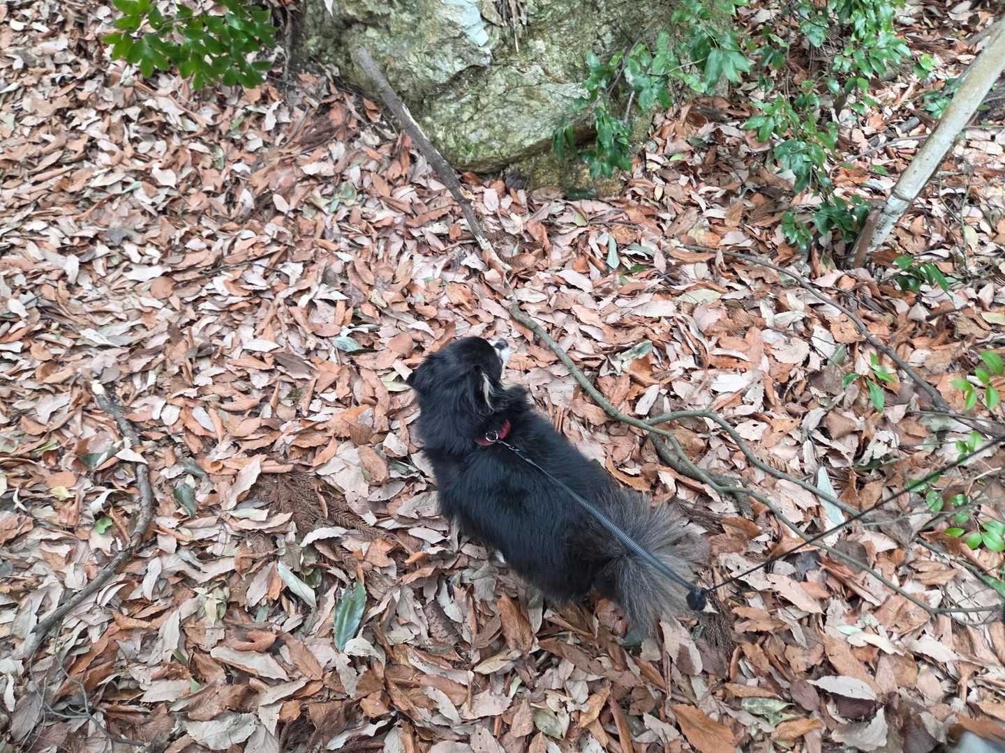 ここから登山口。

さすが四足歩行。馬力あるわ🐶