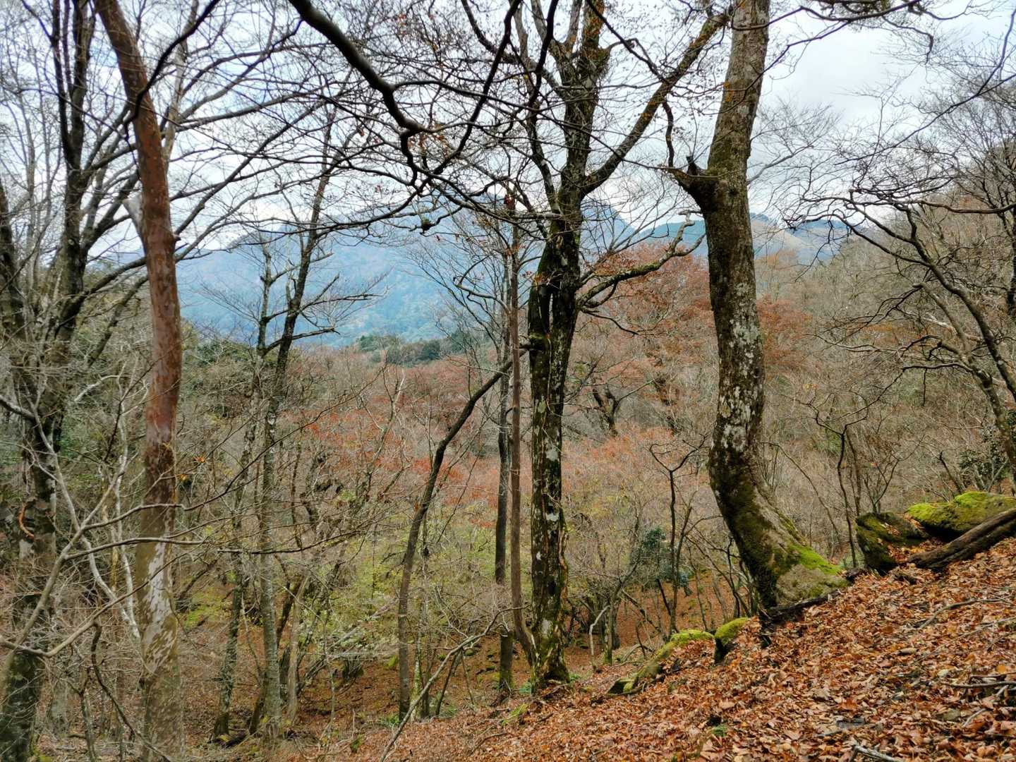 もう晩秋の景色ですね🍂