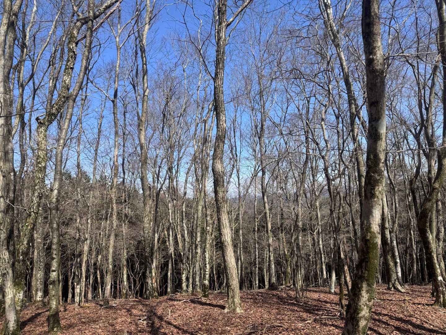 元井谷登山口-仰烏帽子山 往復コースの写真