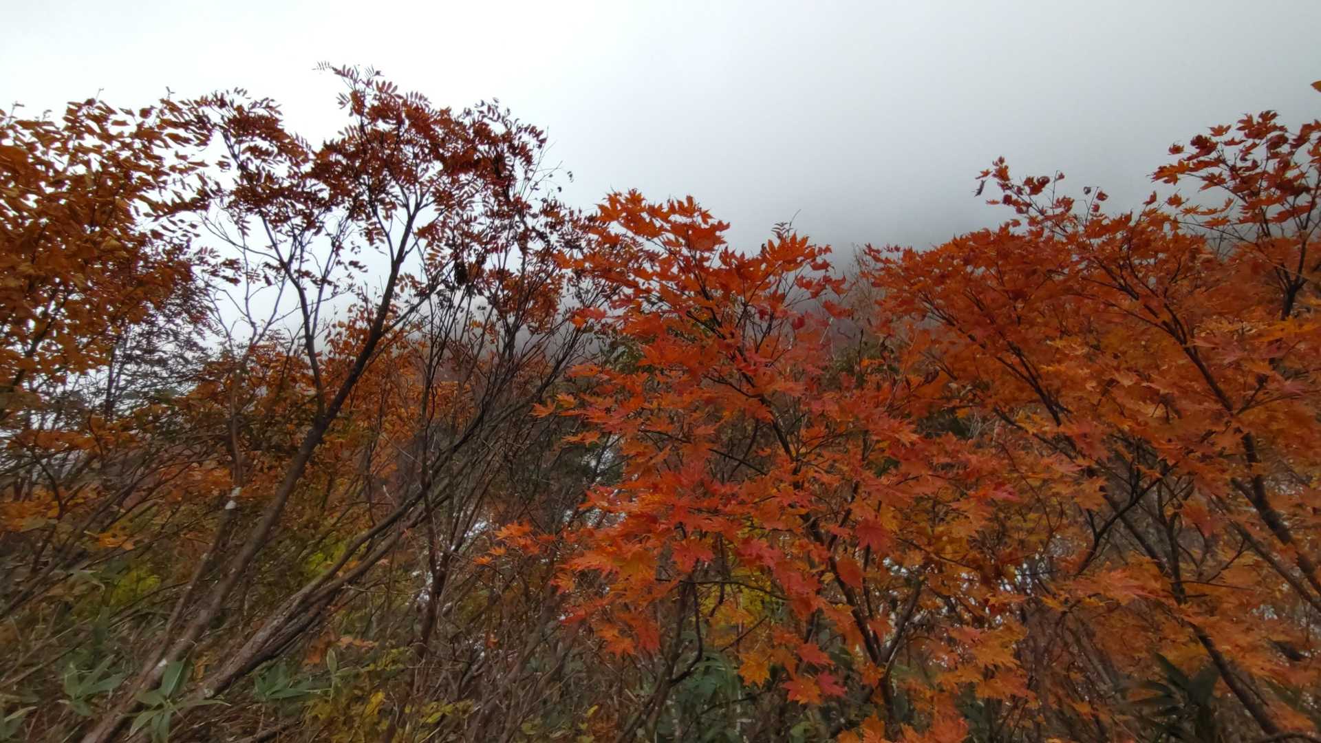 前僧ヶ岳-僧ヶ岳 往復コースの写真