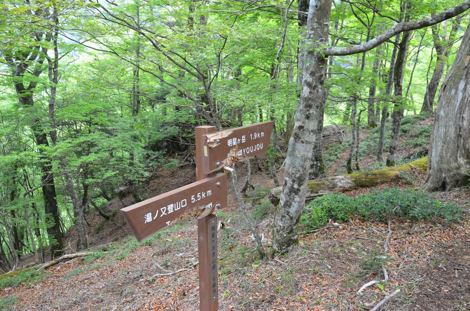 細尾山 周回コースの写真