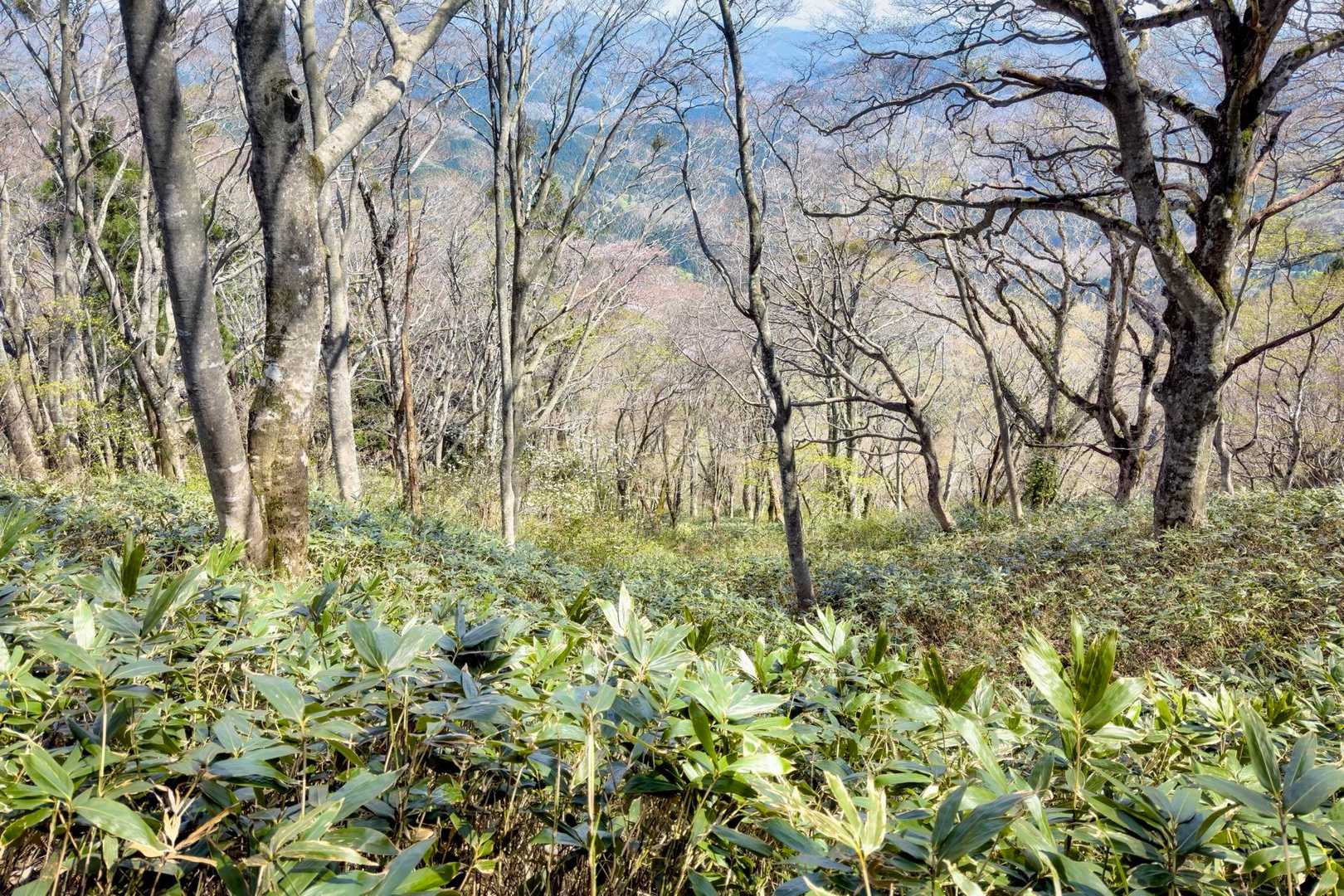 引き返そうかと思ってたが 団体さんや結構な人だったので
そのまま下山