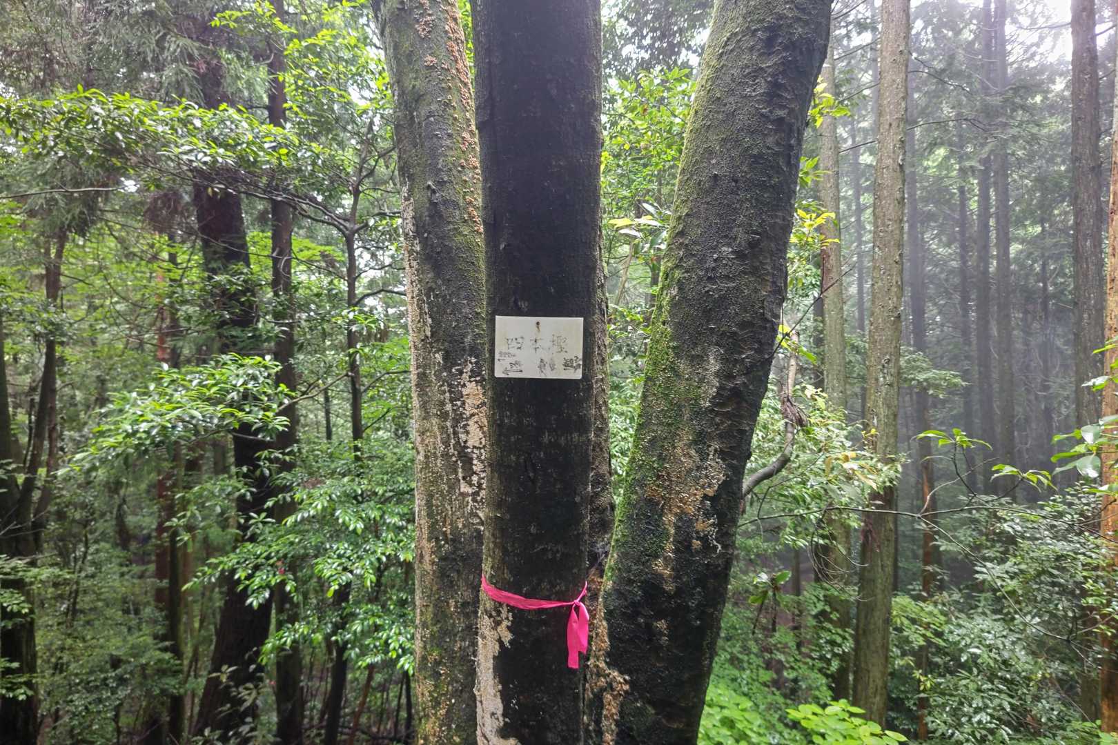 極楽寺山-極楽寺 往復コースの写真