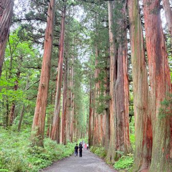 樹齢300年くらすのスギロードを