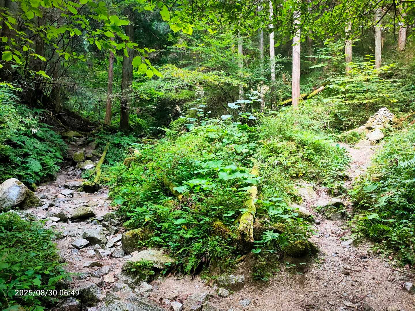 水越峠-金剛山-転法輪寺-金剛山葛木神社 周回コースの写真