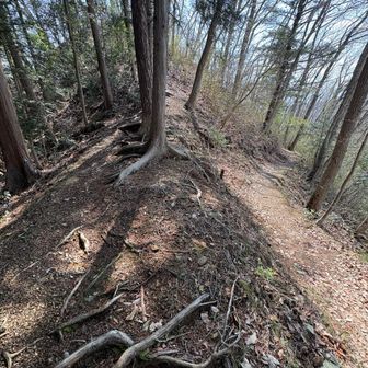 このまま真っ直ぐ行くと山頂を通り過ぎてしまうので、ここを左に登って