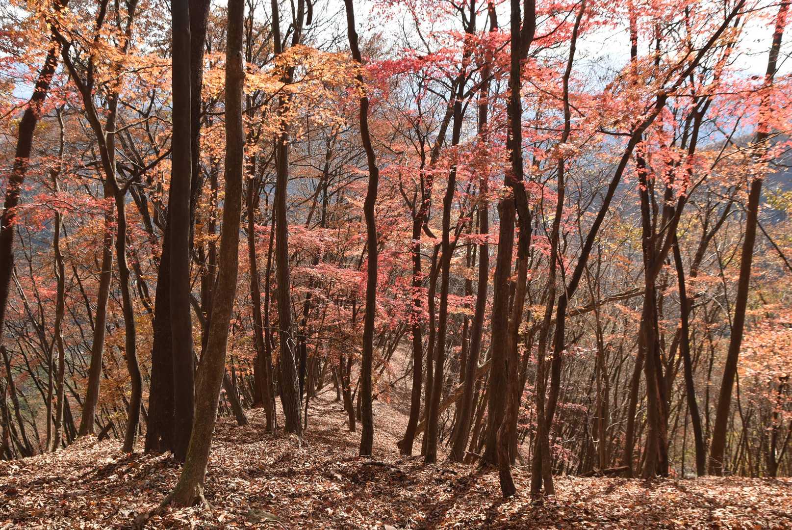 石尊山 往復コースの写真