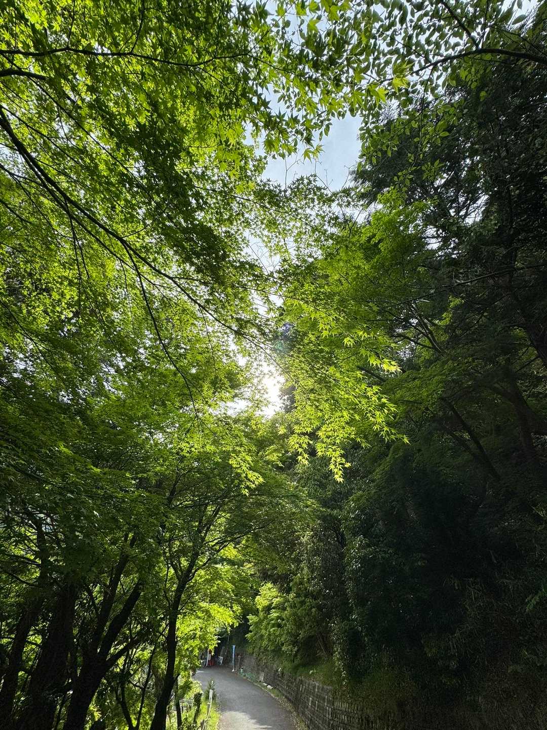 裏山-笙ヶ岳 周回コースの写真