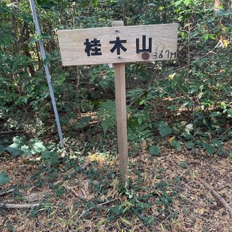 桂木山は樹林帯の中