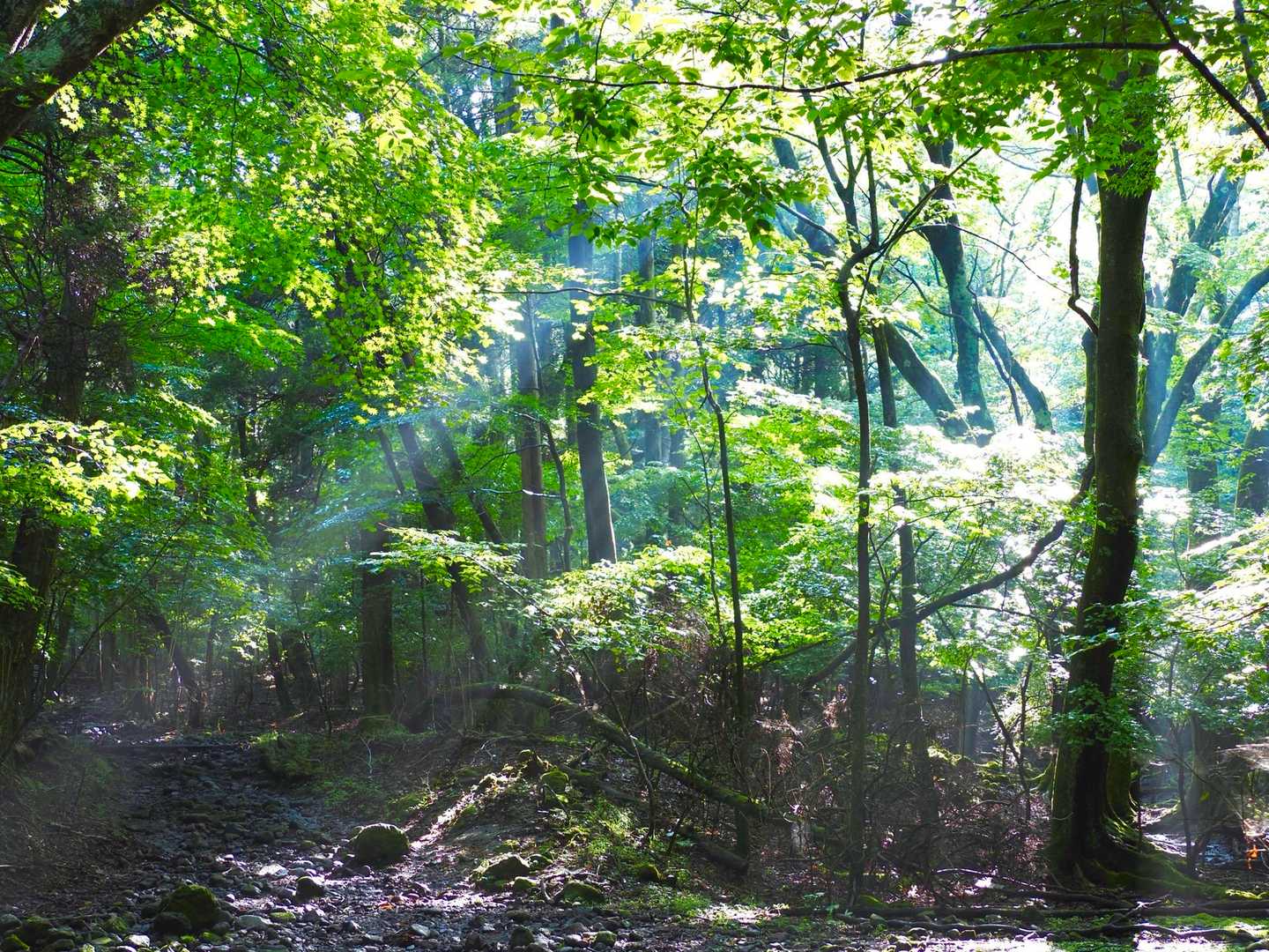 くじゅう登山口-雨ヶ池越-三俣山登り口-坊ガツル炊事場-大 往復コースの写真