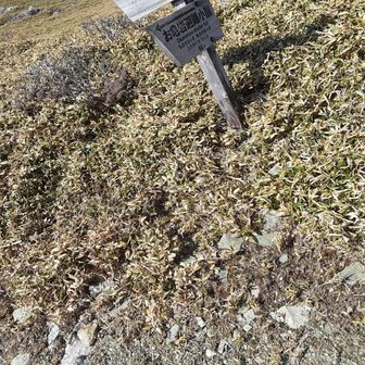 ここより下の水場は２か所ホースからは水は止まっているものの採取は可能です！上手く環境を整えるか漏斗のようなものがあればいいですね。結局　登り始めの堂床キャンプ場の手前からのとろろがちゃんとホースから少量ですが出ていましたね。
