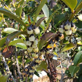 ヒサカキ
おこがたくあんの臭いがするって（笑）