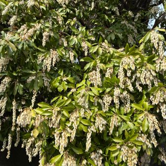 馬酔木がたわわに咲いて入るー