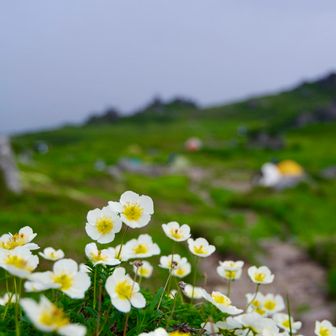 テン場にもまだチングルマの花がが残っていた