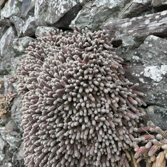 石垣には気持ち悪いサボテンみたいなんがたくさん。