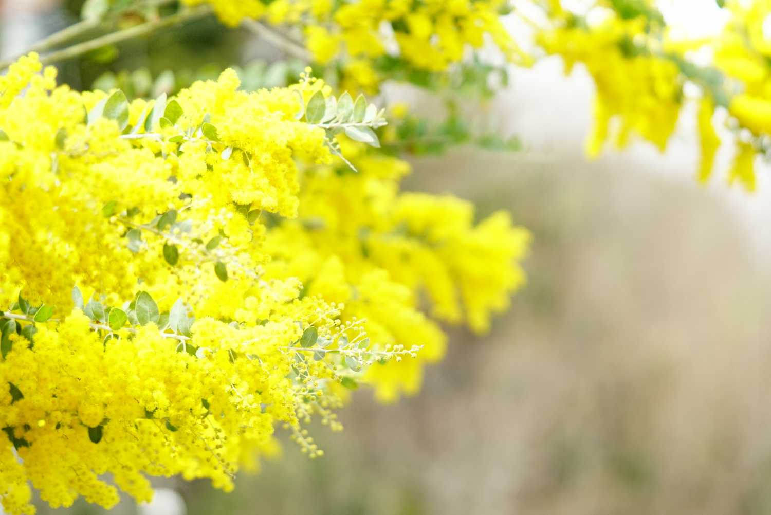 生瀬駅では人が多いものの、蓬莱峡へコースは誰もいない。
輝くミモザ☆彡