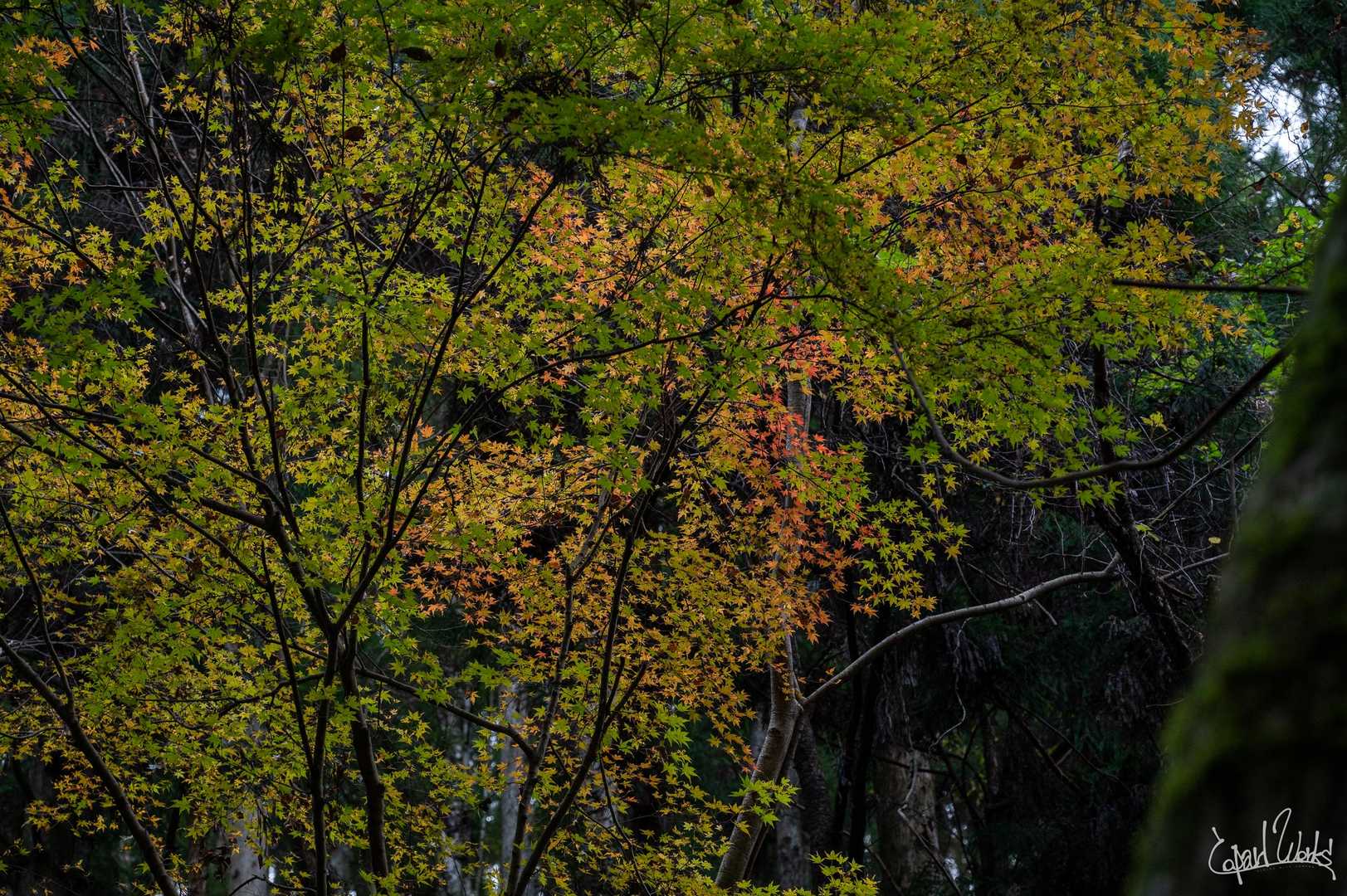 登り始めるとチラホラ色付く紅葉