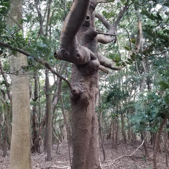 躍動感のあるフォルムの神秘的な木。