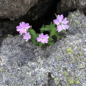 砂払岳山頂付近に咲いていたタカネビランジ。