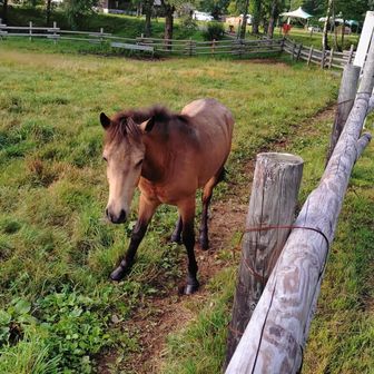 かわいい🐎
しばし山を忘れてなごみタイム😊笑