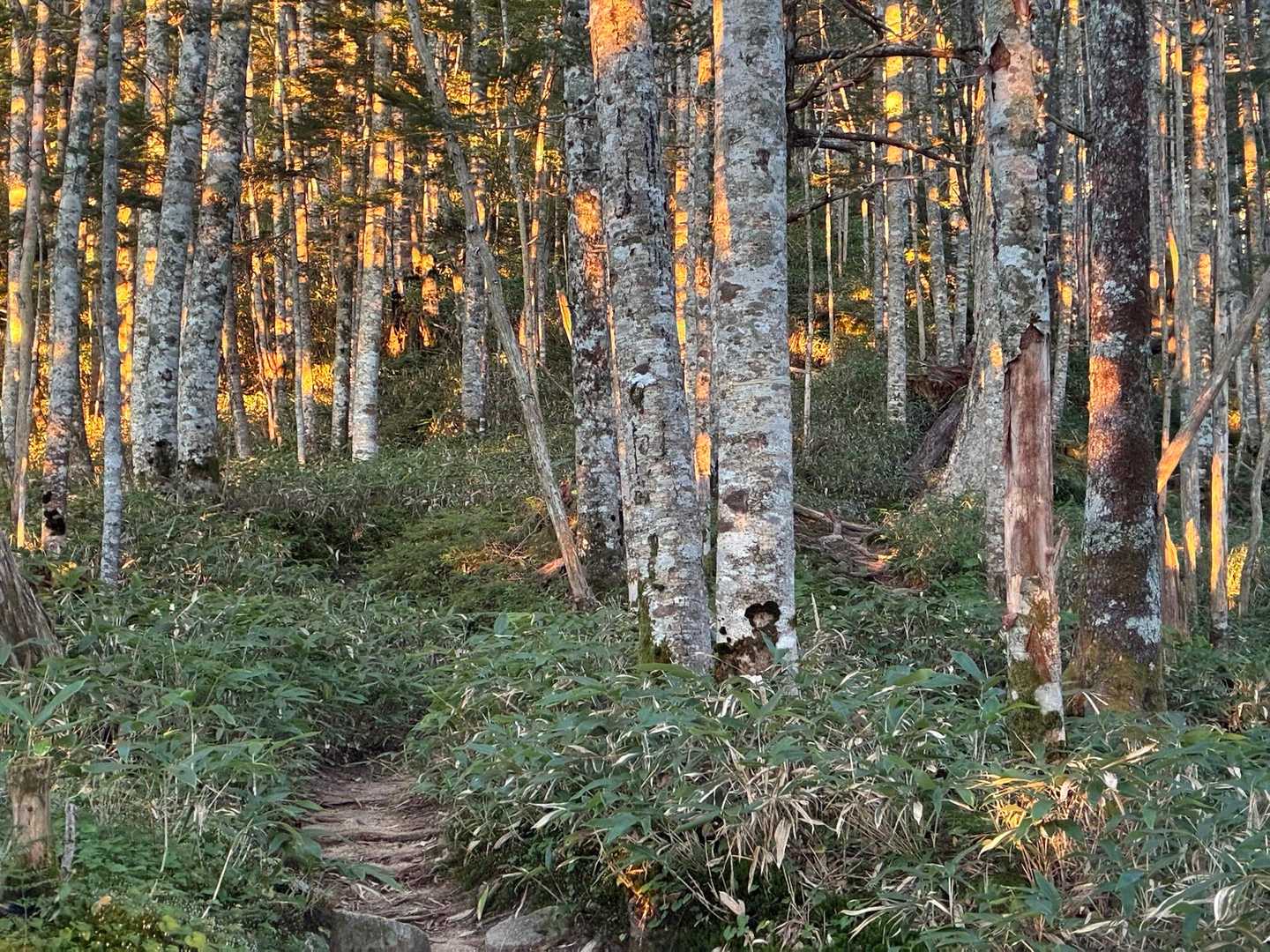 桂小場登山口-濃ヶ池 往復コースの写真