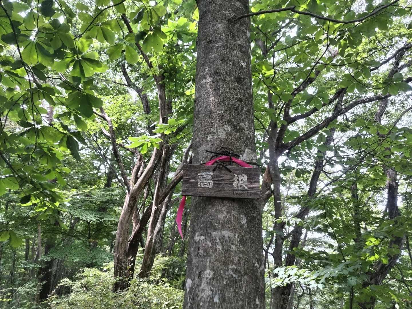 臥牛山登山口-臥牛山-伯耆山-五万石-高根 往復コースの写真