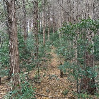 無理やり進めば踏み跡が出てきますが、今までの道と様子が変わります