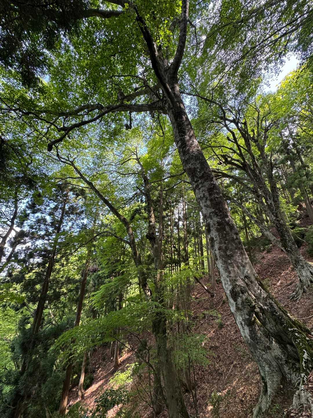 自然の森を感じました🌳
こちらを登っていきます。新緑の季節に来れて嬉しいです☺️
