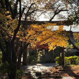 夕日に紅葉が映える