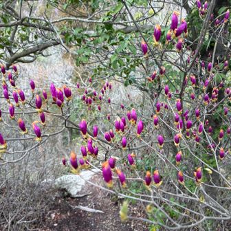 けっこうつぼみあります