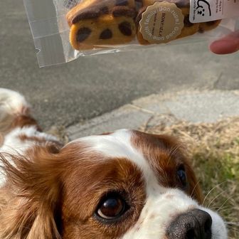 さあ、なおキノコ オヤツにするワンよ🐶✨️

誇り高きイギリス騎士の私のオヤツは
ワンコ用パンダちゃんクッキーワン♡
🐶🍪✨️

エレガントだワン♡🐶♡✨️